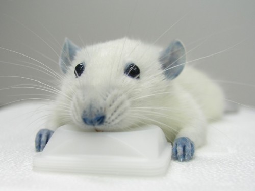 ratafter_553255 ratafter_553255