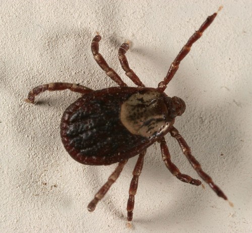 645px-Dog_tick_5148
