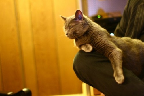 shadowcat