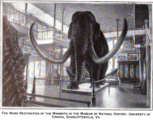 ward-mammoth-restoration